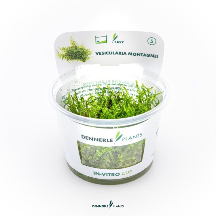 Dennerle Vesicularia montagnei (Christmas Moss) In-Vitro - imagine 5